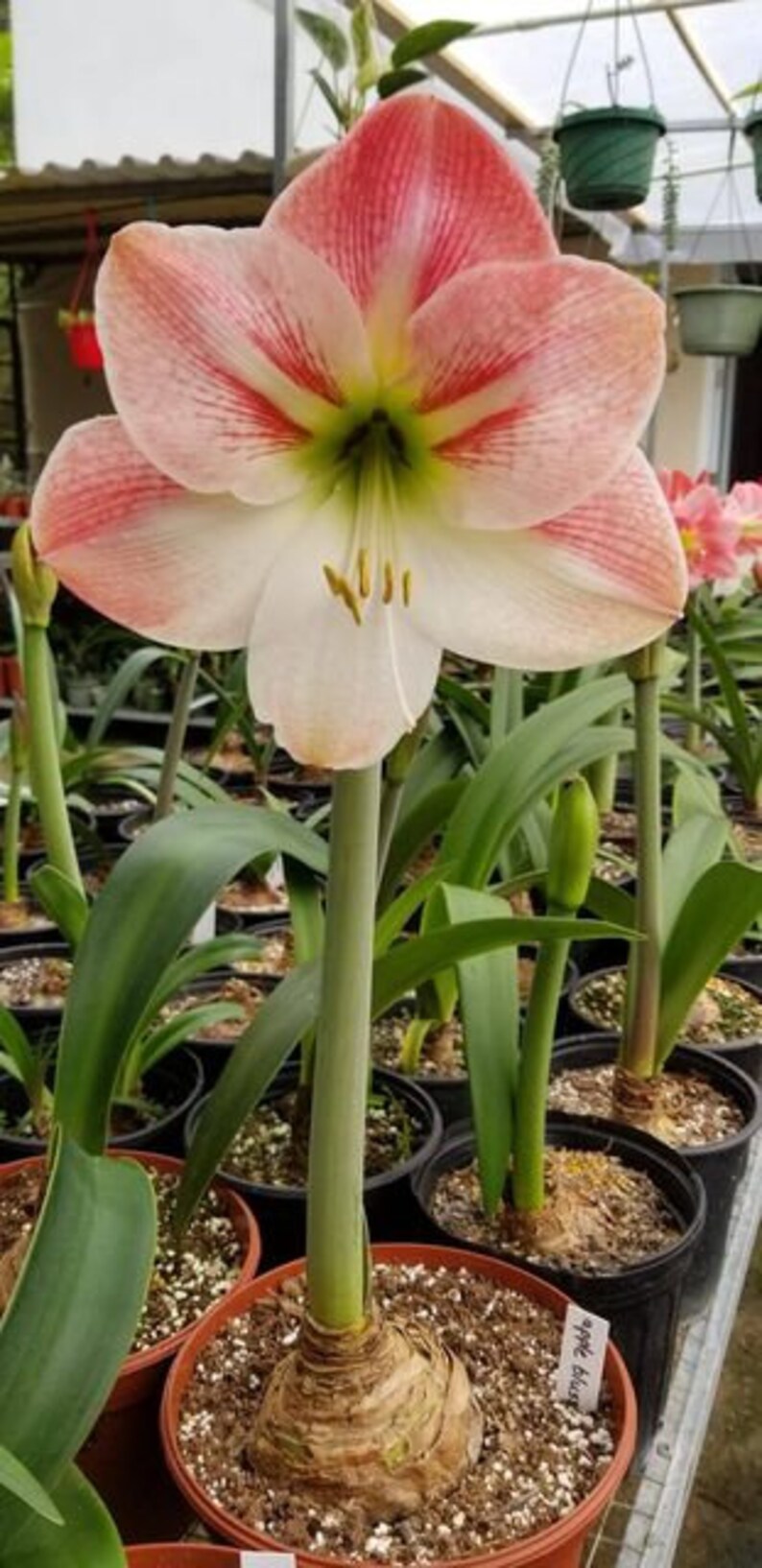 Amaryllis Apple Blossom Bulb afbeelding 3