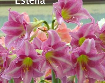 Amaryllis Trumpet Estella - Bulb 24/26cm