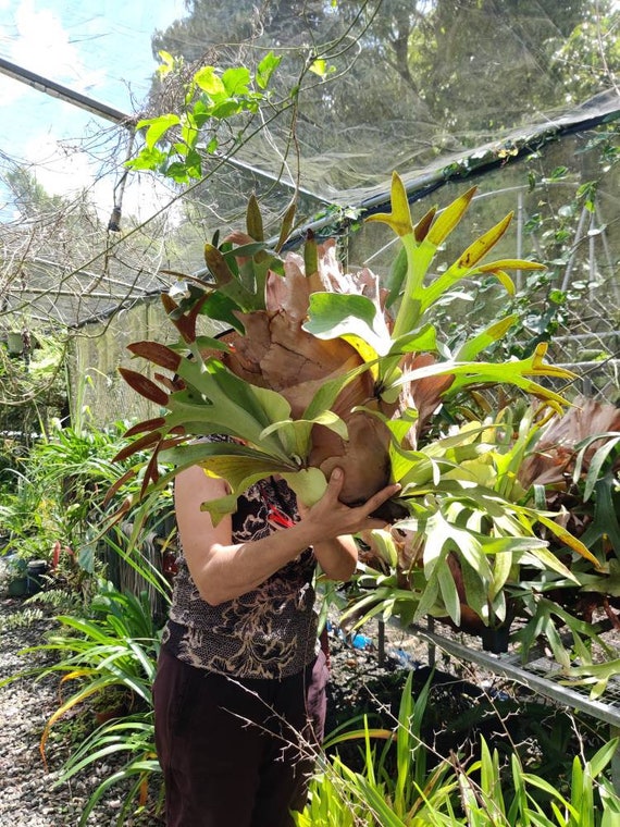Staghorn Fern - Platycerium Bifurcatum - Live Plant - Etsy