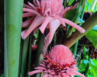 Etlingera Elatior - Borneo Pink Torch Ginger Plant - Ginger Torch Flower - White & Pink - Rhizome