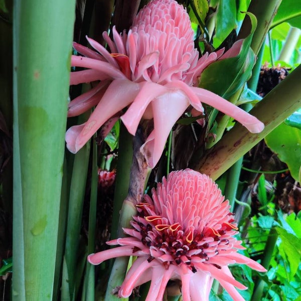 Etlingera Elatior - Borneo Pink Torch Ginger Plant - Ginger Torch Flower - White & Pink - Rhizome