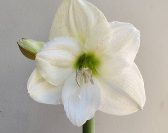 Amaryllis Maria Goretti - Jumbo Bulb