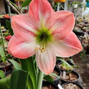 Amaryllis Apple Blossom Bulb afbeelding 8