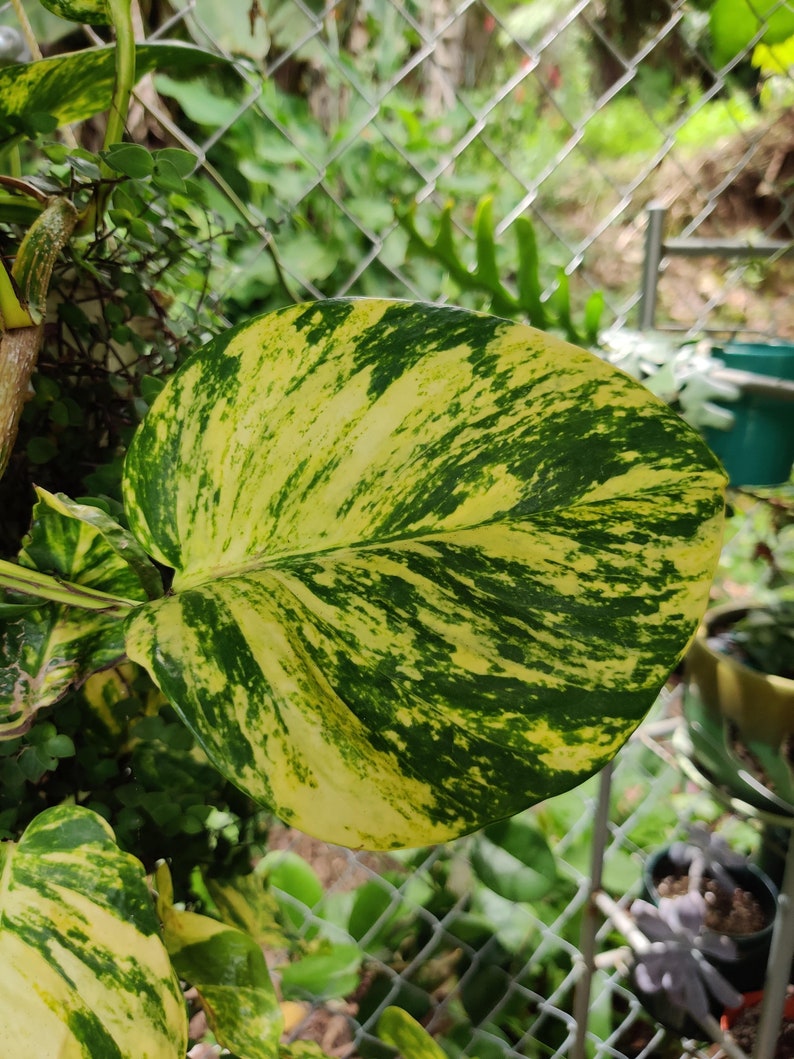 Epipremnum Aureum Hawaiian Hawaiian Pothos Live Plant image 2