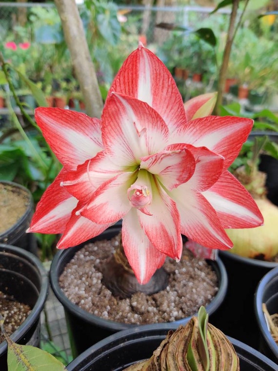 Billlie ムンスア White day トレカ Amaryllis Blossom Peacock - Bulb - Etsy