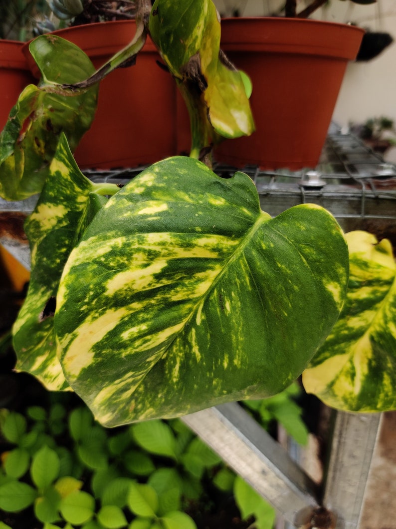 Epipremnum Aureum Hawaiian Hawaiian Pothos Live Plant image 3