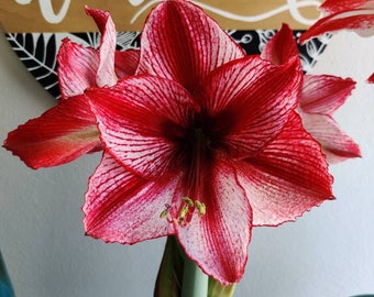 Amaryllis Revelation- 36/38cm Bulb