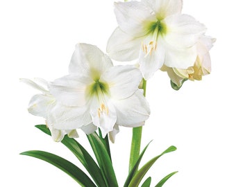 Amaryllis Denver - Bulb 26/28cm