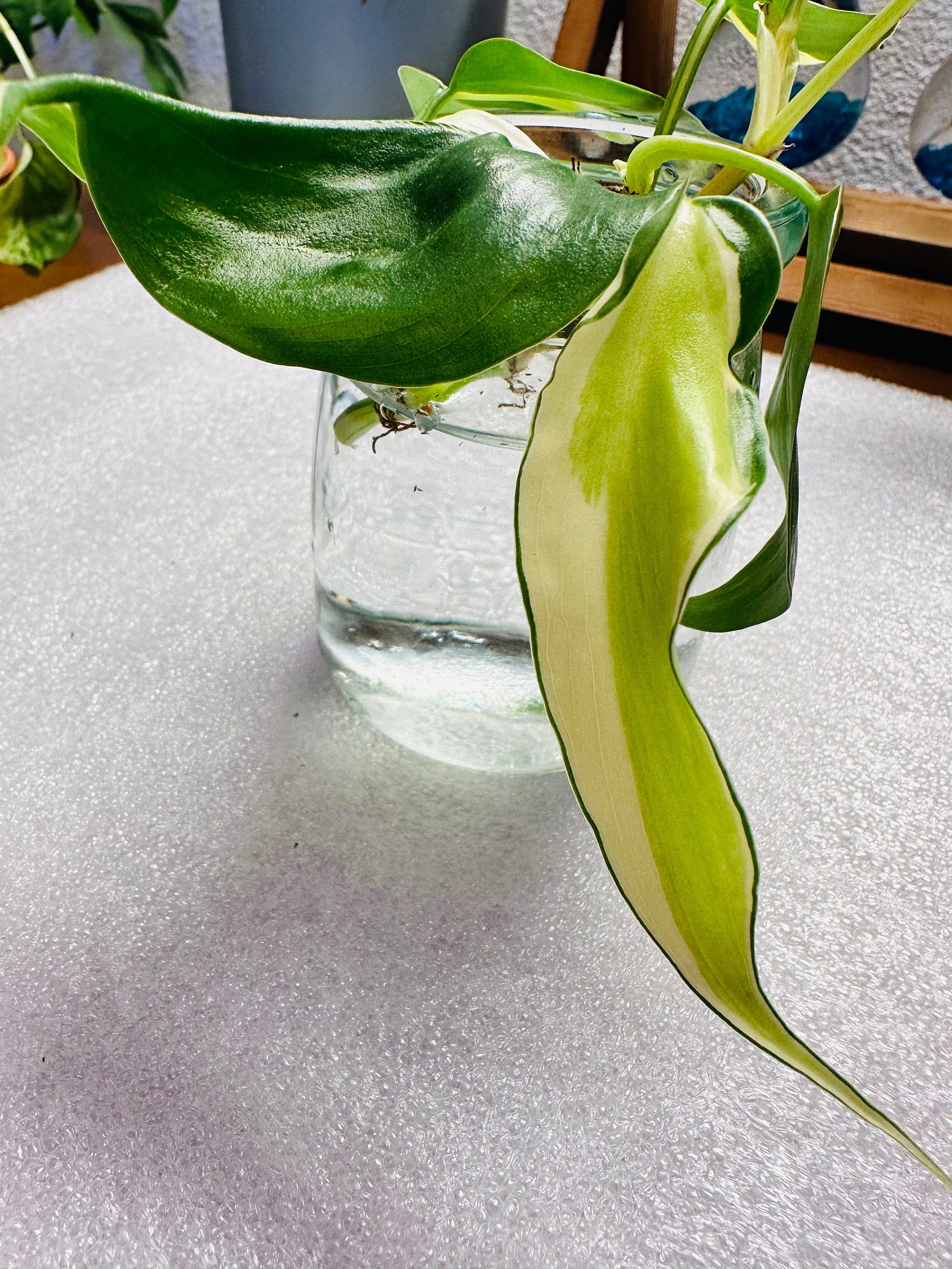 sansevieria blue Sansevieria 'Kirkii Silver Blue' - Snake Plant - House Plants - Plant Shop