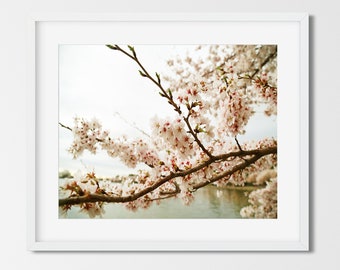 Cherry Blossom Art, Cherry Blossom Print, Tree Wall Art, White Home Decor, Washington DC Photography,  11x14 Art Print, Girls Nursery Decor