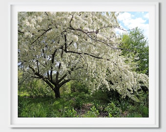 Tree Photography, Green Wall Art, Nature Photography Prints, Tree Art, Tree Landscape, Tree Print, Nature Photography, Living Room Wall Art