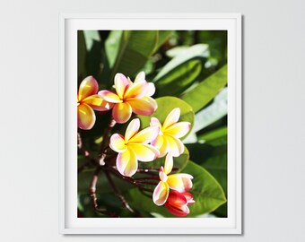 Botanical Photography Prints, Hawaii Wall Art, Plumeria Print, Kauai Print, Living Room Wall Art, Vertical Photography 16x20 Print