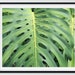 see more listings in the Wall Art: Botanical section