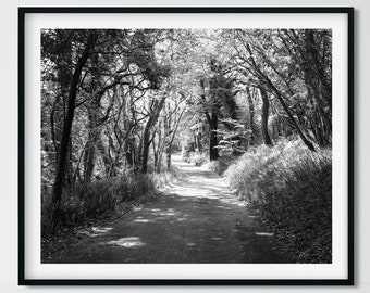 Nature photography, Black and White, Tree home decor, Forest wall art, Tree prints, Landscape Photo, Nature Print Black and White home decor