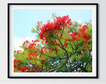 Tree Photography, Aqua Red Wall Art, Hawaii Wall Art, Tree Art, Kauai Print, Tree Landscape, Aqua Red Print, Living Room Wall Art, Bedroom
