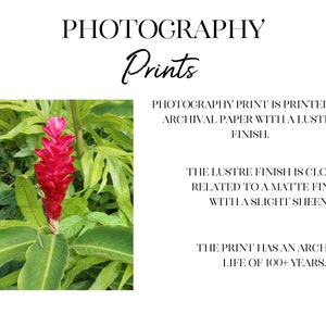 Botanical Photography Prints, Hawaii Wall Art, Ginger Print, Kauai Print, Living Room Wall Art, Vertical Photography 16x20 Print image 3