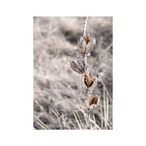 Neutral Wall Art, Nature Photography Print, Beige Wall Art, Living Room Wall Art, Plant Photo Wall, Rustic Country,  Botanical Art Print