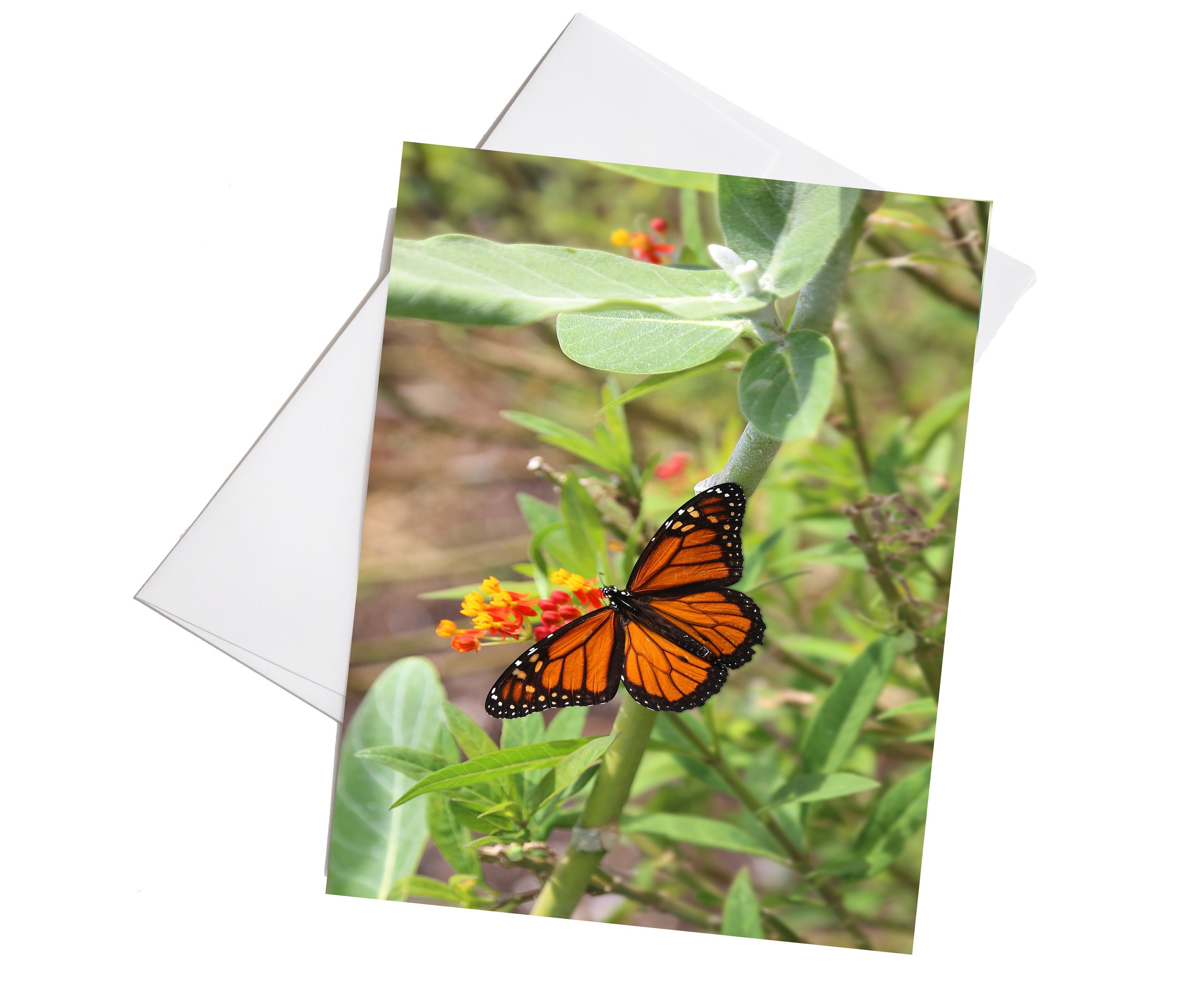 Monarch Butterfly Stationary, Notecard Set With Envelopes, Set of 8 ...