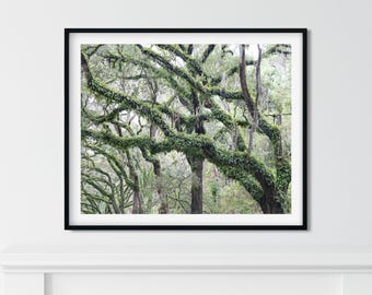 Savannah Georgia Print Savannah Photography Art Oak Tree Print Spanish Moss Art Southern Home Decor Green Art Lowcountry Living Room Art