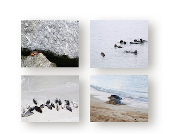 Ocean Animal Greeting Cards, Cute Ocean Life Note cards with Envelope, Set of 8 Notecards Blank Cards with Envelopes, Sea Otter, Turtle Seal