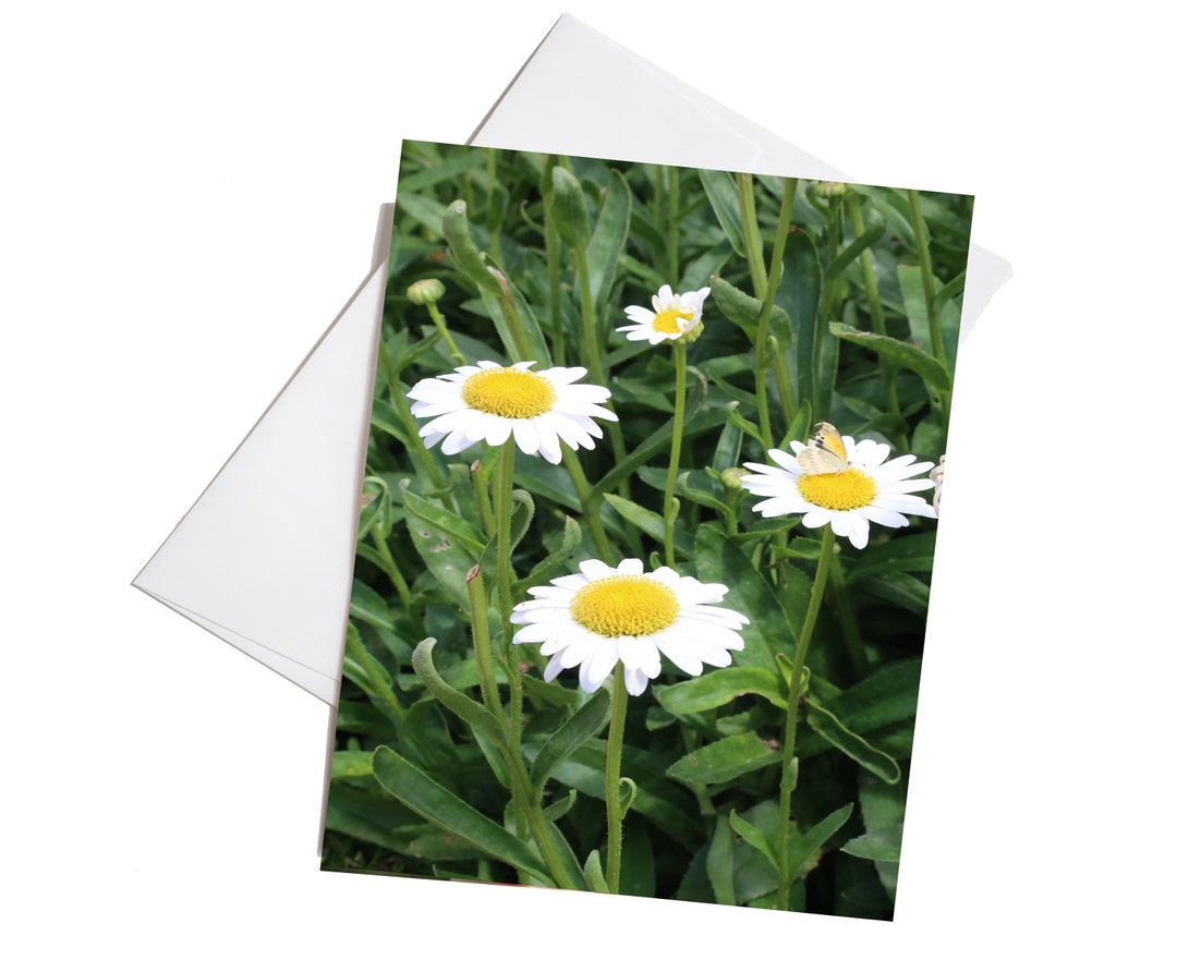 Daisy Flowers Note Cards, Notecard Set With Envelopes, Set of 8 ...