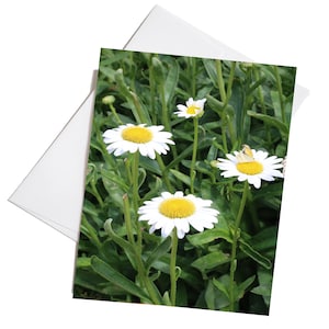 Daisy Flowers Note Cards, Notecard Set with Envelopes, Set of 8 Notecards, Blank Cards, Daisies Note Cards, Pretty Folded Stationery