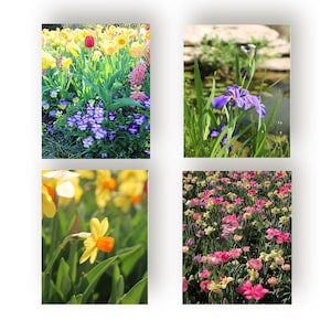 May include: Four images of colorful flowers. The top left shows a variety of yellow, red, and purple flowers. The top right features a purple iris. The bottom left shows a yellow daffodil. The bottom right shows pink and yellow flowers.