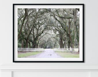 Savannah Georgia Print Savannah Photography Art Oak Tree Print Spanish Moss Art Southern Home Decor Green Art Lowcountry Living Room Art
