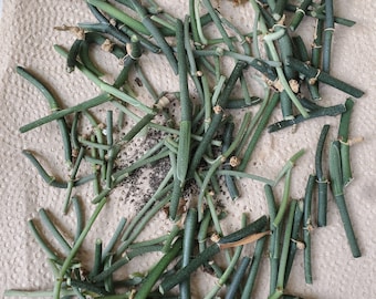 Scindapsus Mystery Nodes (Grab Bag), Live Houseplant Plant, Rare