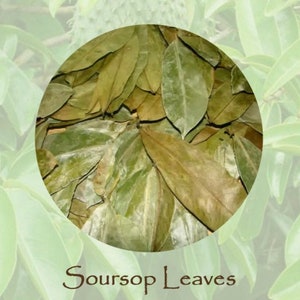 Soursop Tea