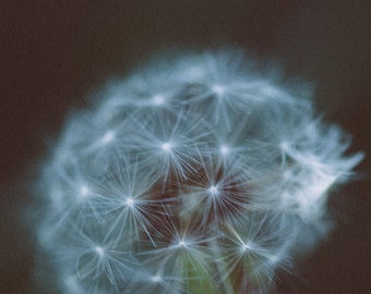 Delicate {photo print}