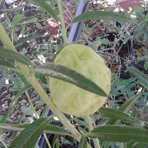 Milkweed: "Hairy Balls"/"Family Jewels" Variety