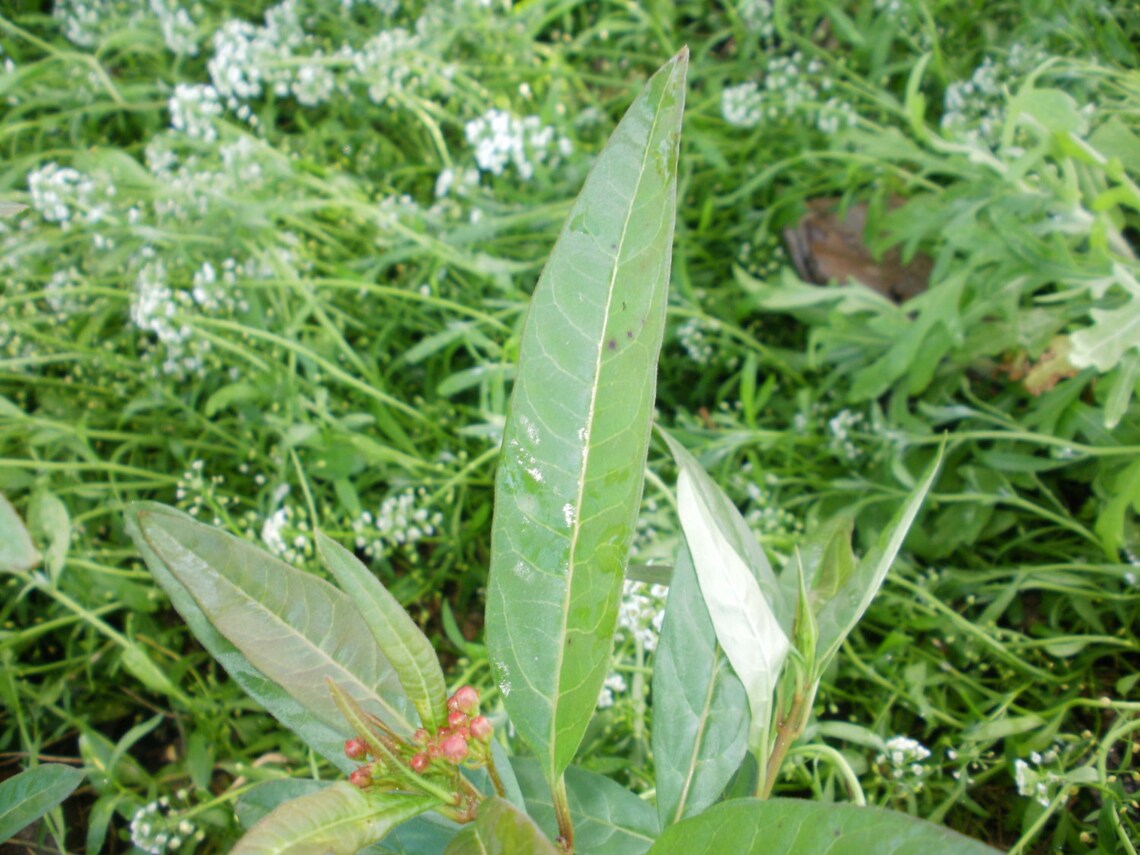 Tropical Milkweed Seeds Etsy