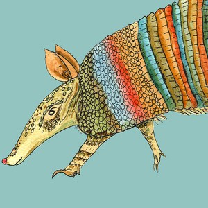 May include: A colorful illustration of an armadillo with a rainbow patterned shell. The armadillo is drawn in a cartoon style with a long snout and small eyes.
