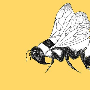 Pu&ograve; includere: Illustrazione in bianco e nero di un'ape su sfondo giallo. L'ape &egrave; raffigurata di profilo, con ali dettagliate e un corpo segmentato. Le ali presentano intricati motivi di venature e il corpo dell'ape ha una consistenza sfocata.