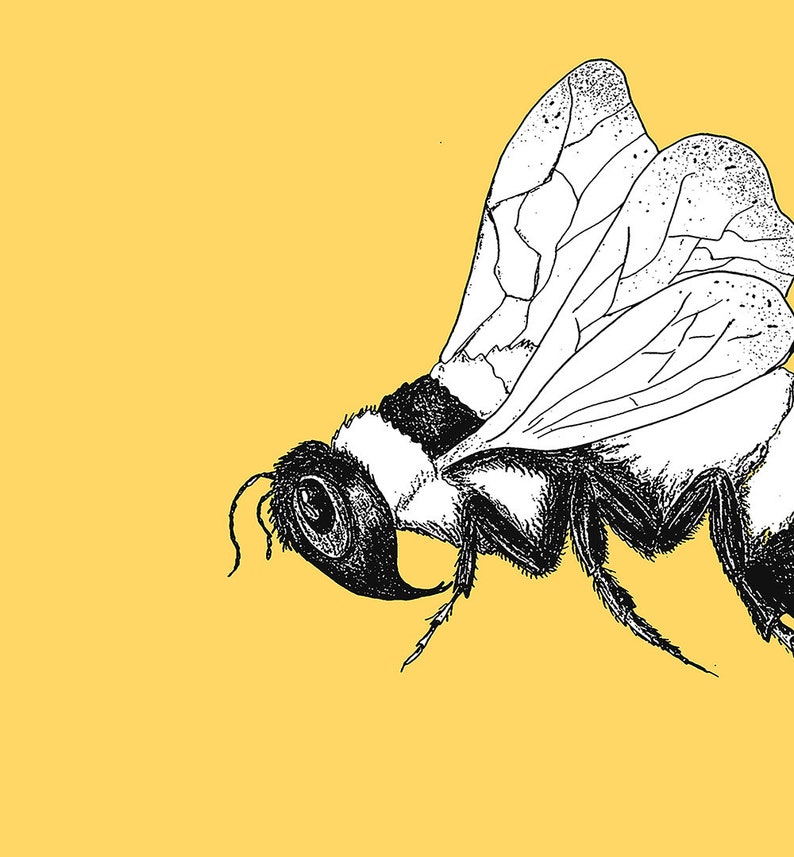 Pu&ograve; includere: Illustrazione in bianco e nero di un'ape su sfondo giallo. L'ape &egrave; raffigurata di profilo, con ali dettagliate e un corpo segmentato. Le ali presentano intricati motivi di venature e il corpo dell'ape ha una consistenza sfocata.