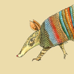 May include: A colorful illustration of an armadillo with a rainbow-colored shell. The armadillo is drawn in a cartoon style with a long snout and small eyes.