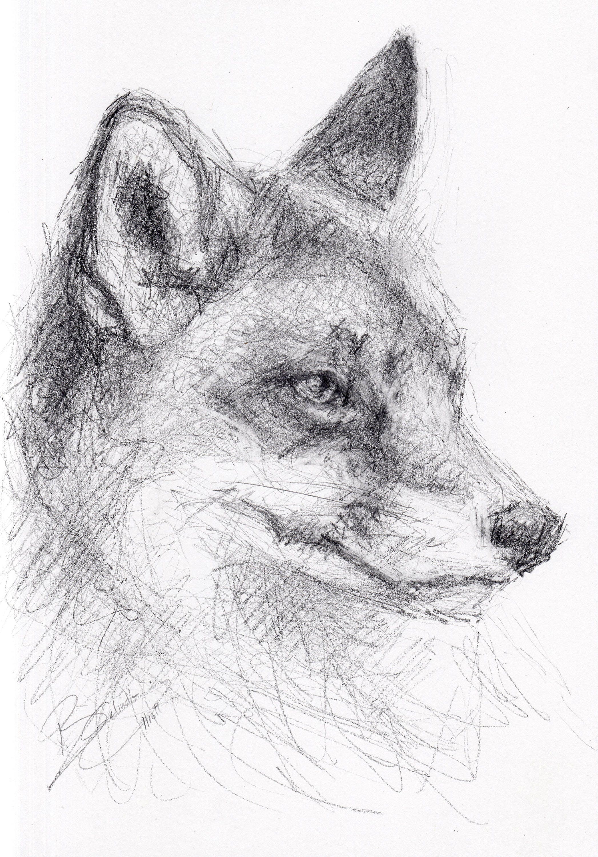 ORIGINAL A4 Pencil Drawing of a FOX by Animal Artist Belinda Etsy