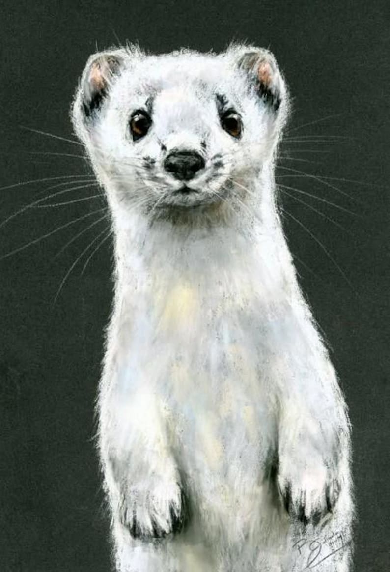 Original Artwork - A4 Pastel Portrait of a Stoat in Winter - Etsy