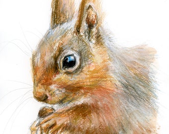 Oeuvre d'art originale - aquarelle A4 et portrait pastel d'un écureuil roux par l'artiste animalière Belinda Elliott