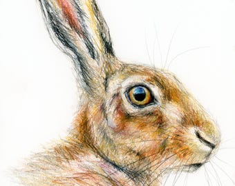 Dibujo a lápiz pastel de una liebre - Tamaño A4