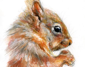 Oeuvre d'art originale - aquarelle A4 et portrait pastel d'un écureuil roux par l'artiste animalière Belinda Elliott