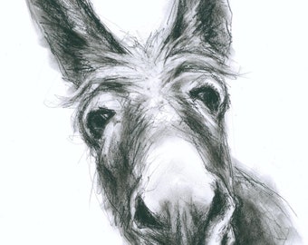 Original Artwork - A3 Charcoal Drawing of a Donkey by Animal Artist Belinda Elliott