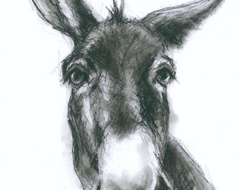 Original Artwork - A3 Charcoal Drawing of a Donkey by Animal Artist Belinda Elliott