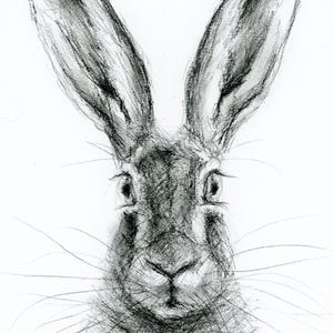 Obra de arte original: dibujo a carboncillo tamaño A4 de una liebre