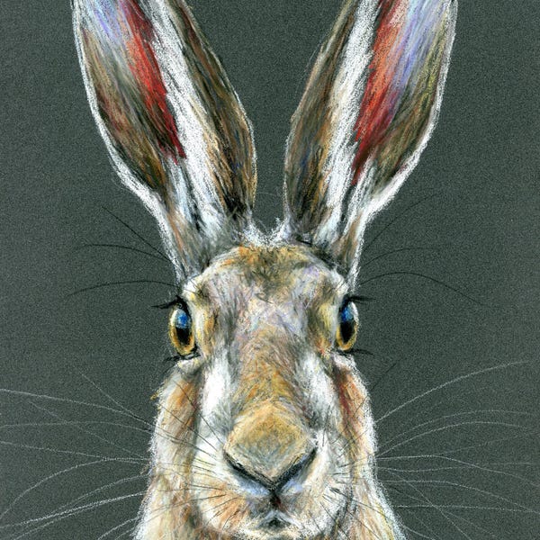 Pastel Pencil Drawing of a Hare - A4 Size