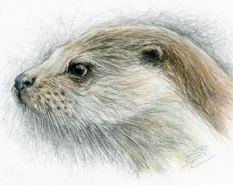 Original Artwork - A4 Drawing of an Otter by Animal Artist Belinda Elliott