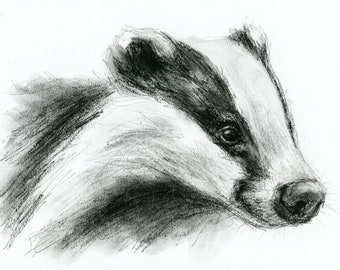 Original Artwork - A4 Charcoal Drawing of a Badger by Animal Artist Belinda Elliott