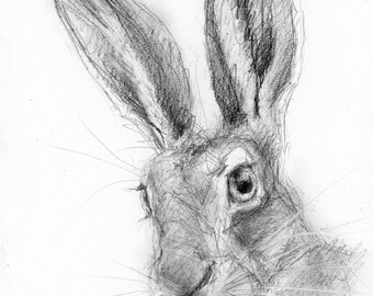 Original Artwork - A4 Pencil Drawing of a Hare by Animal Artist Belinda Elliott