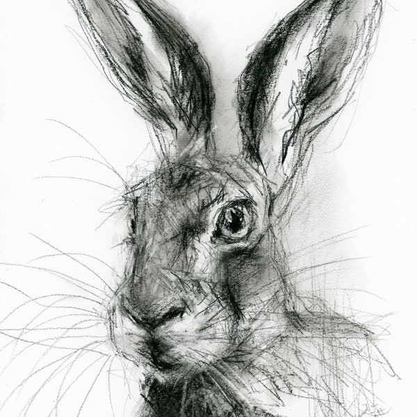 Oeuvre d'art originale - dessin au fusain A4 d'un lièvre par l'artiste animalière Belinda Elliott